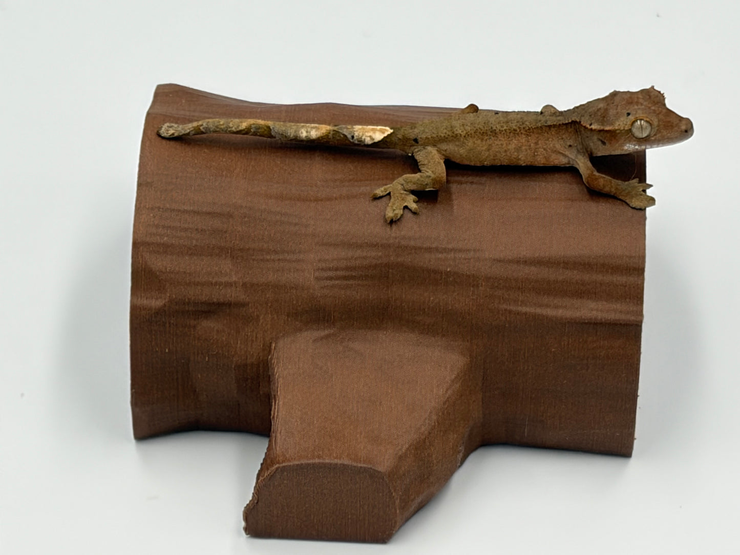 Tiny Log Hide