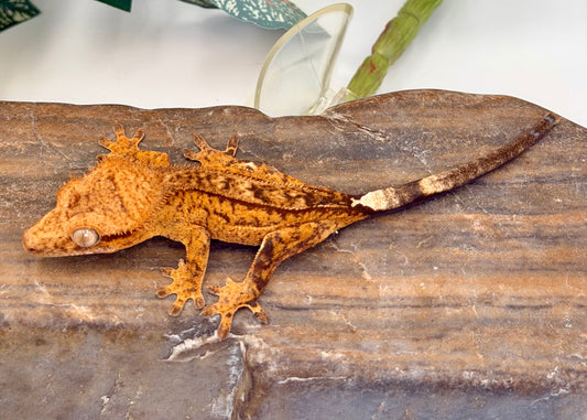 Gorgeous Yellow Phantom Brindle