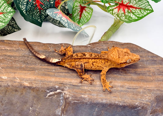 Gorgeous Yellow Phantom Brindle