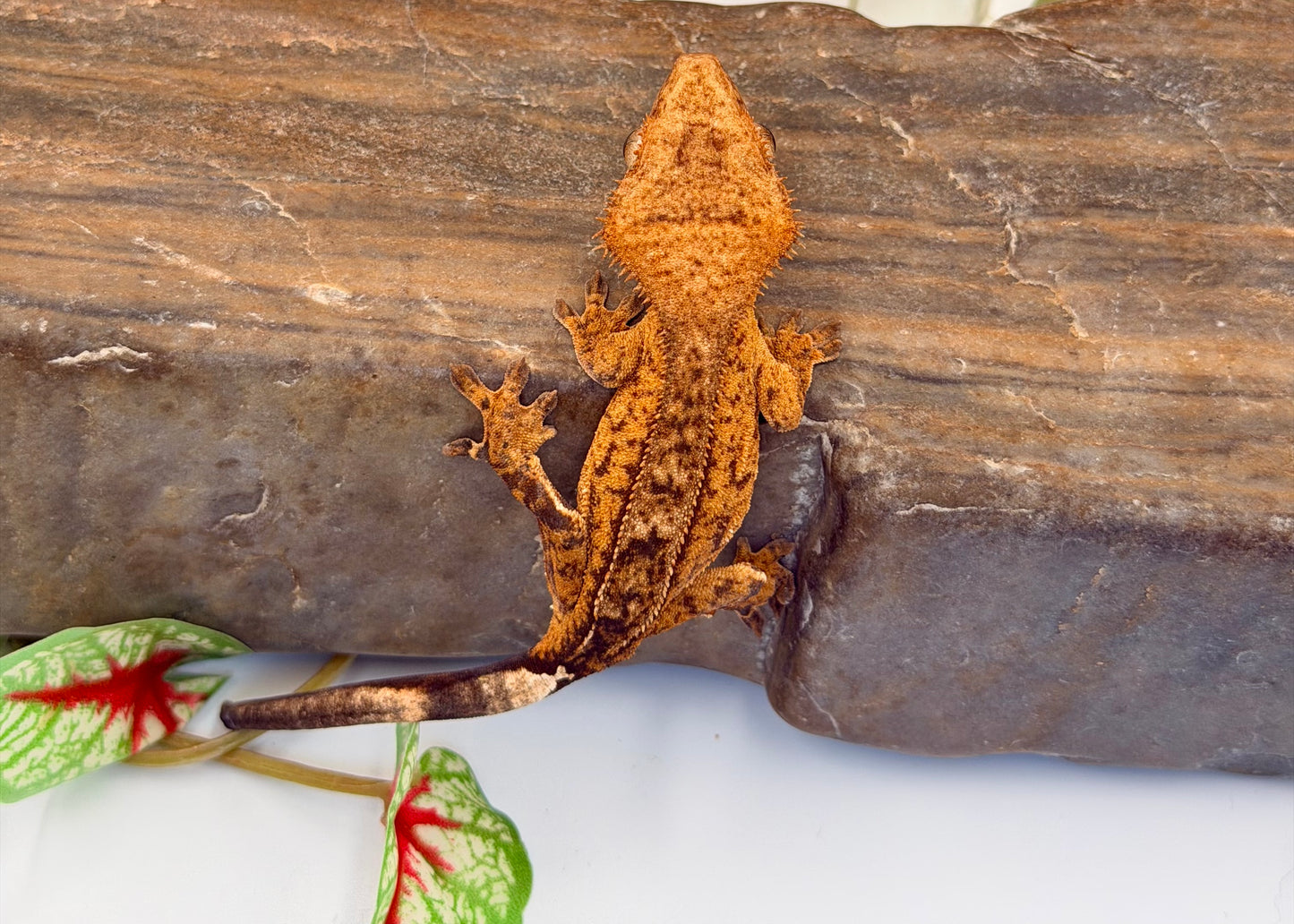 Gorgeous Yellow Phantom Brindle