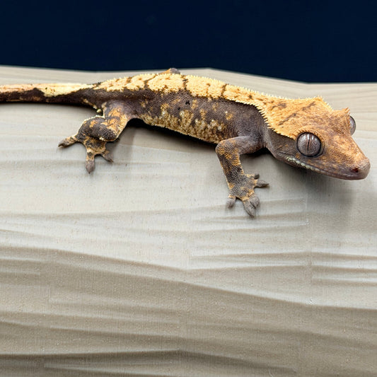 Cute Tri-color
