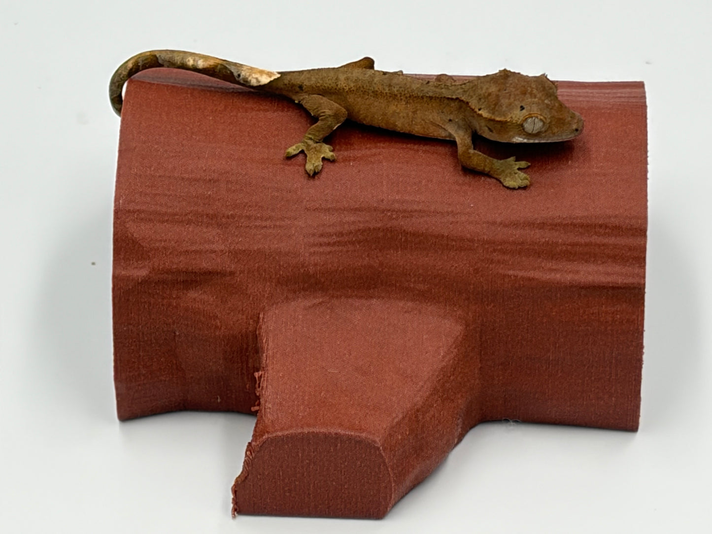 Tiny Log Hide
